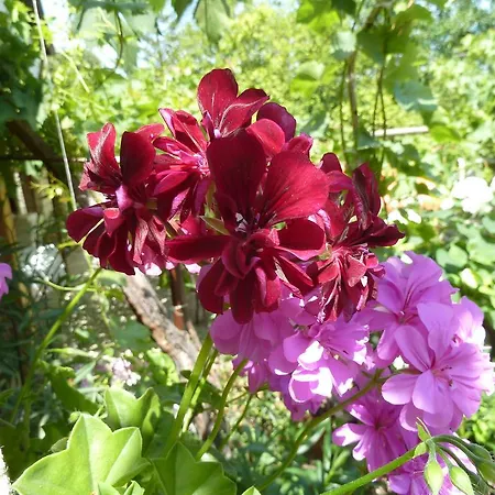 Gæstehus Retro - 19th Century