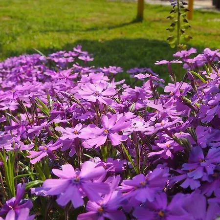 Retro - 19th Century Gæstehus