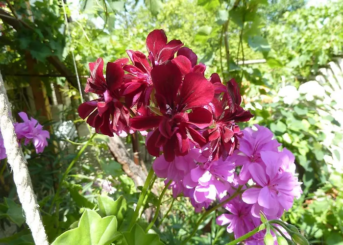 Maison d'hôtes Guest House Gerry